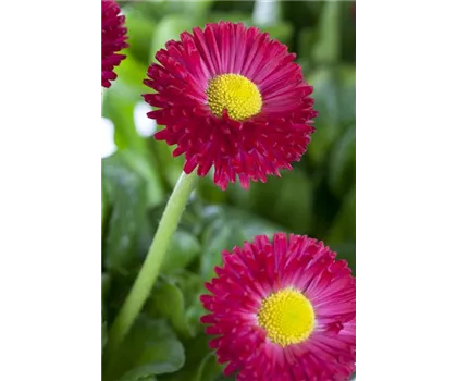 Bellis perennis, rot Bellis perennis, rot