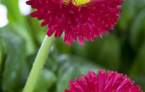 Bellis perennis, rot