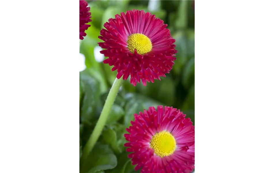 Bellis perennis, rot