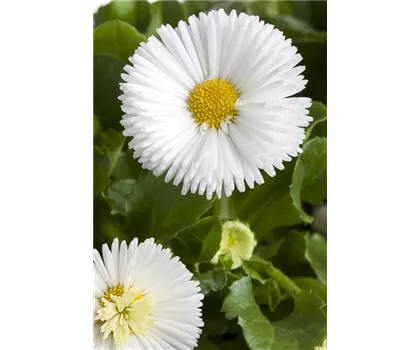 Bellis perennis, weiß Bellis perennis, weiß