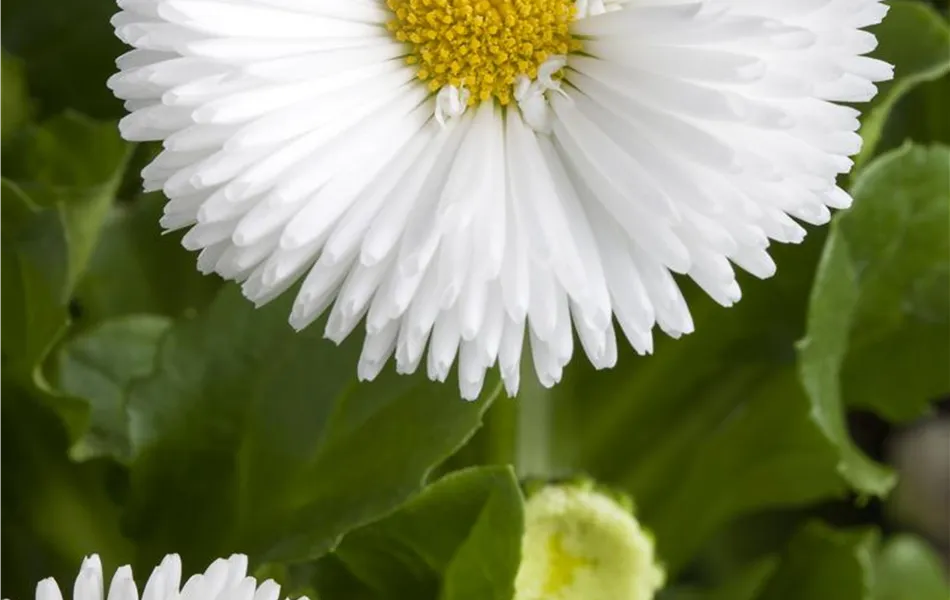 Bellis perennis, weiß