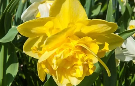 Narzisse 'Dick Wilden'