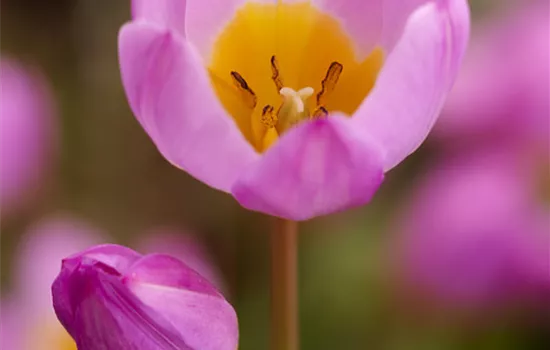 Wildtulpe 'Lilac Wonder'