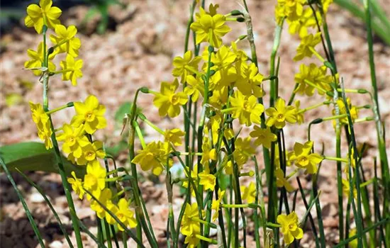 Narzisse 'Baby Moon'