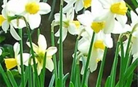 Edelnarzisse 'Jack Snipe'