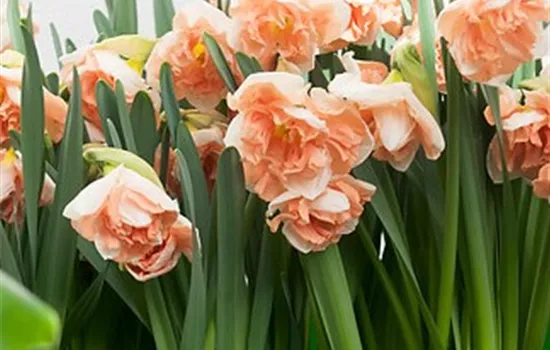 Narzisse 'Apricot Whirl' Narzisse 'Apricot Whirl'