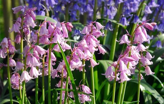 Scilla 'Rosabella' Scilla 'Rosabella'