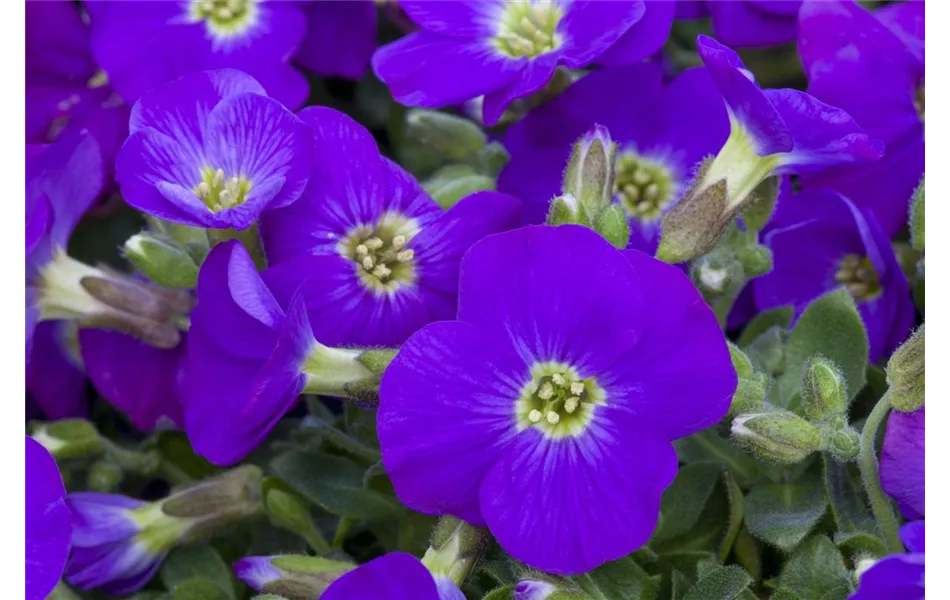 Aubrieta 'Kitty' Aubrieta 'Kitty'