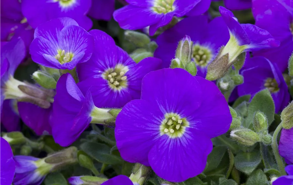 Aubrieta 'Kitty'