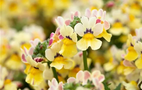 Nemesia Sunsatia, zitronengelb