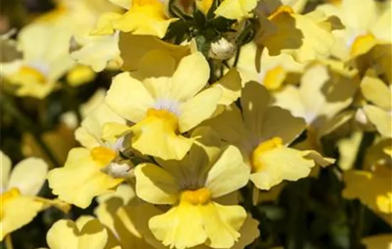 Nemesia Sunsatia, gelb