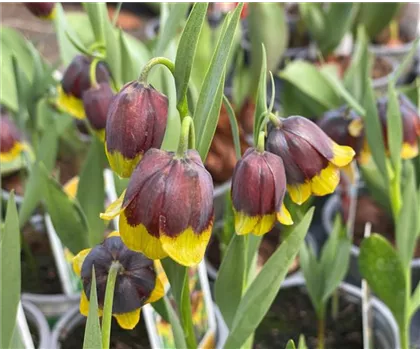 Fritillaria michailovskyi