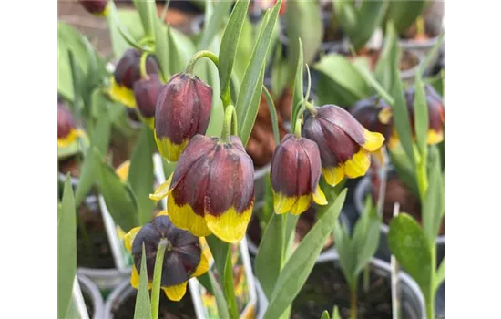 Fritillaria michailovskyi Fritillaria michailovskyi