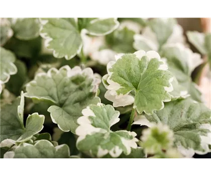 Weißbunter Gundermann 'Variegata'