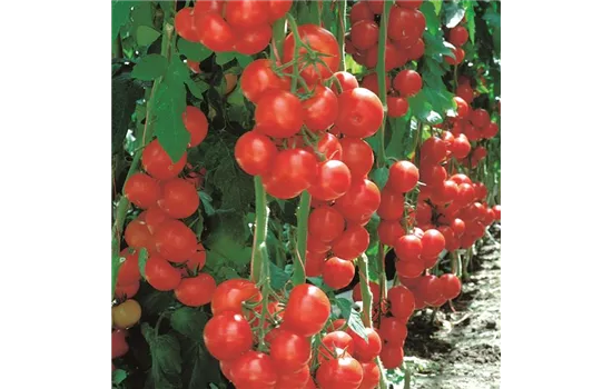 Veredelte Geschmacks-Tomate Sportivo