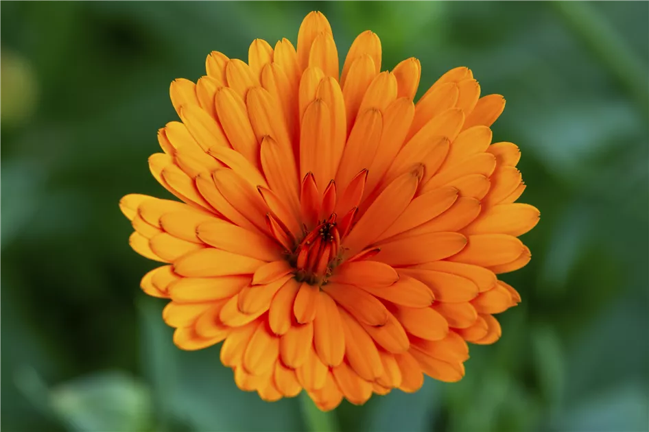 Calendula 'Powerdaisy', orange