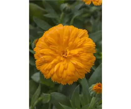 Calendula 'Powerdaisy', orange Calendula 'Powerdaisy', orange