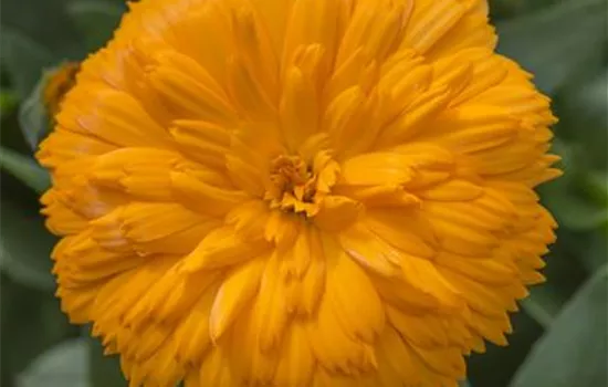 Calendula 'Powerdaisy', orange Calendula 'Powerdaisy', orange
