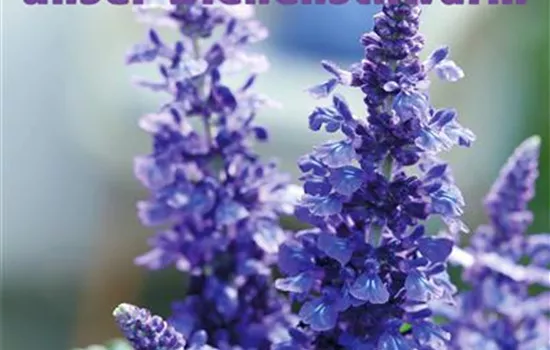 Der freche Michel - unser Bienenschwarm