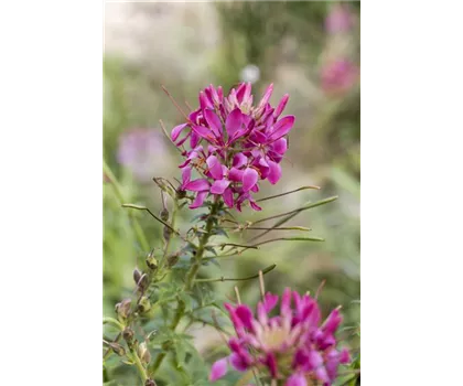 Cleome spinosa, pink