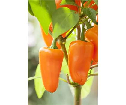 Midi-Snackpaprika 'Almira® Midi Orange'