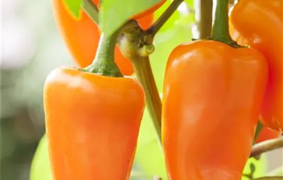 Midi-Snackpaprika 'Almira® Midi Orange'