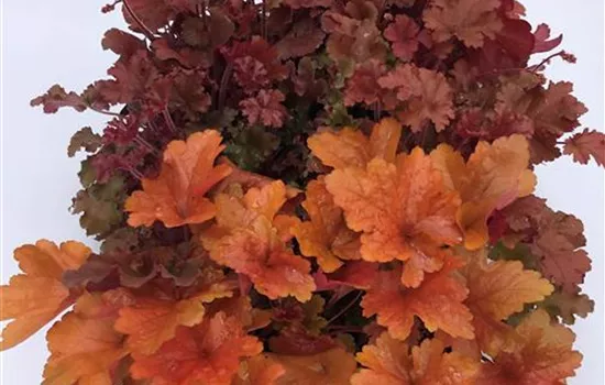 Heuchera Mix Set rot-orange Heuchera Mix Set rot-orange