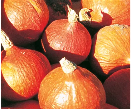 Kürbis 'Uchiki Kuri' 