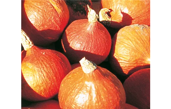 Kürbis 'Uchiki Kuri' 
