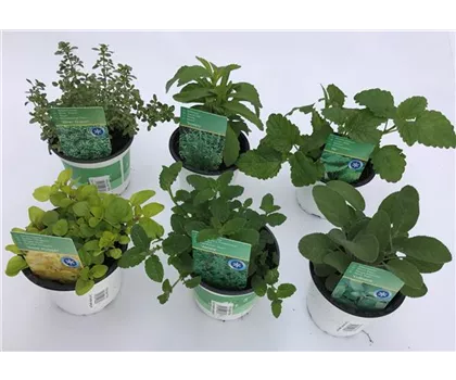 Kräuter Mix - Thymian, Salbei, Minze, Mellise, Oregano, Süßkraut