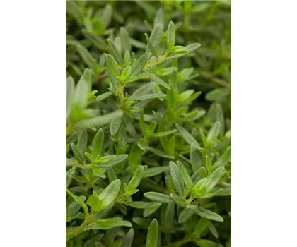 Bohnenkraut 'Bolero', winterhart