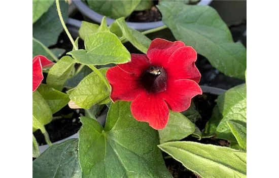 Schwarzäugige Susanne 'Cherry'