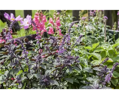 Roter kleinblättriger Basilikum 'Chianti'