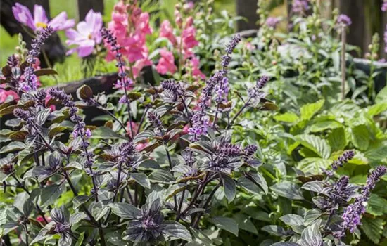 Roter kleinblättriger Basilikum 'Chianti'