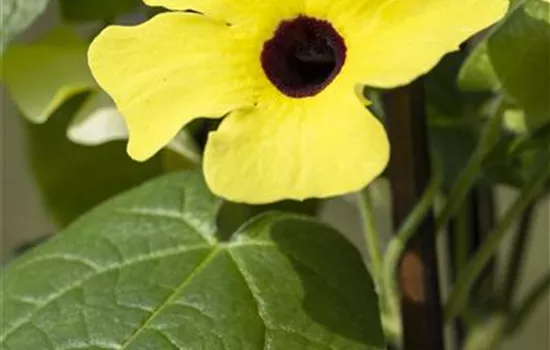 Schwarzäugige Susanne 'Yellow Dark Eye'