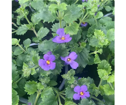 Bacopa - Sutera, blau