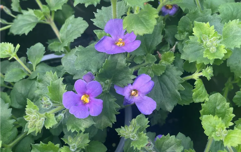 Bacopa - Sutera, blau