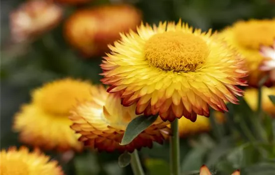 Strohblume 'SUNBRELLA™ Orange'