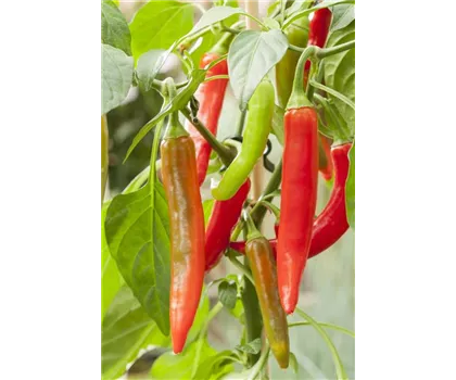 Thai-Chili 'Impressa'