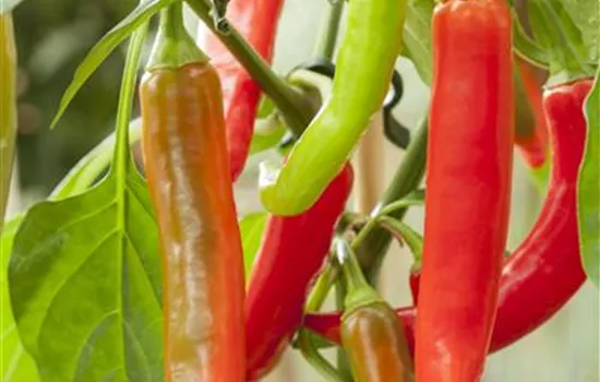 Thai-Chili 'Impressa'