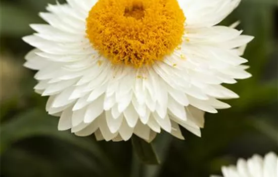 Strohblume 'Sunbrella White', weiß
