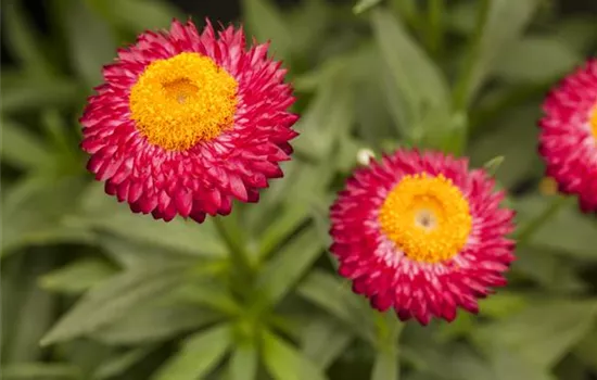 Strohblume 'SUNBRELLA™ Magenta'