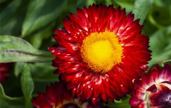 Strohblume 'SUNBRELLA™ Red' 