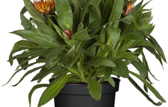 Strohblume 'SUNBRELLA™ Bronce'