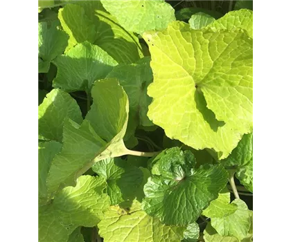 Wasabi 'Mephisto® Green', Japanischer Meerrettich