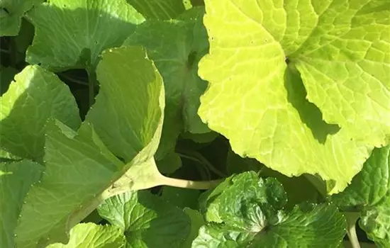Wasabi 'Mephisto® Green', Japanischer Meerrettich