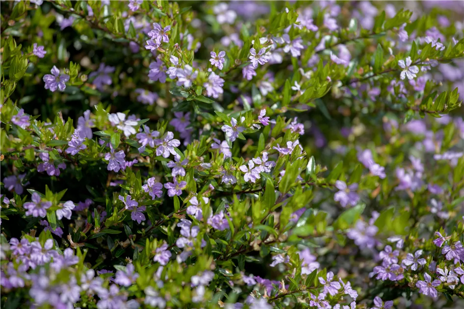 Cuphea hyssopifolia, lila