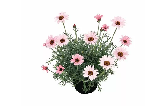 Marokko Margerite 'African Rose', rosa Marokko Margerite 'African Rose', rosa