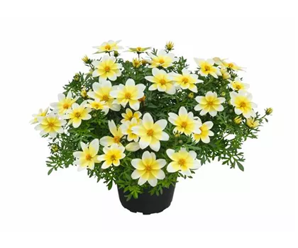 Bidens ferulifolia 'Campfire® Electric White'