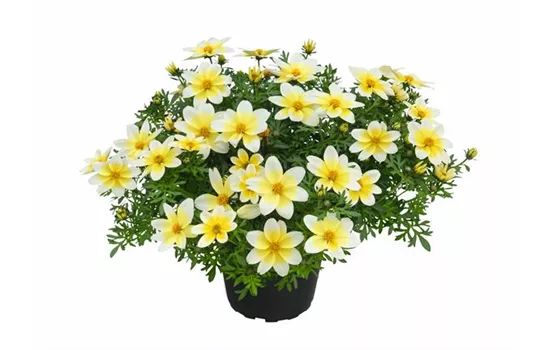 Bidens ferulifolia 'Campfire® Electric White' Bidens ferulifolia 'Campfire® Electric White'